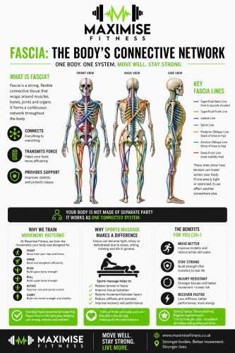 Fascia: The Body’s Hidden Support System